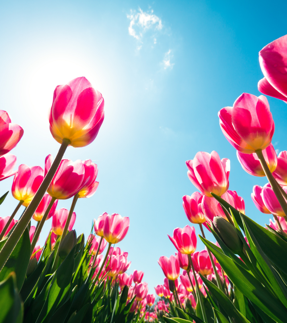Pink and yellow tulips view facing a blue sunny sky.
